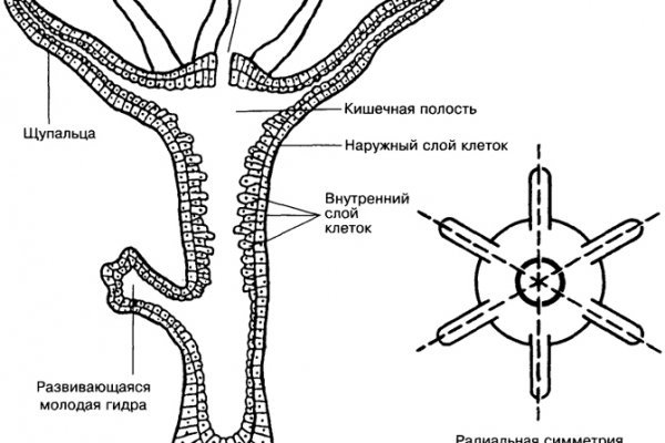 Кракен маркетплейс ссылка тг